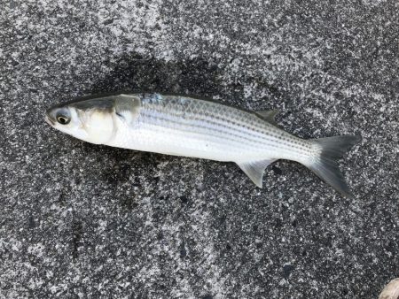 マックス武庫川店フォトコンテストに参加