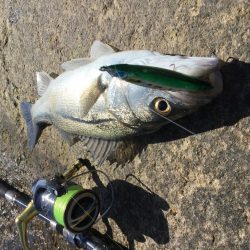 天神川河口調査