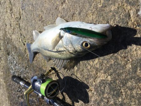 天神川河口調査