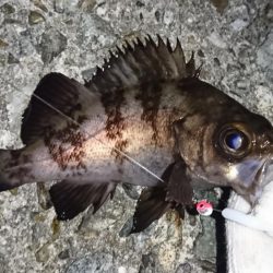 渋いメバリング