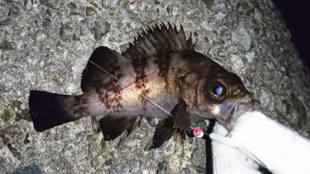 渋いメバリング