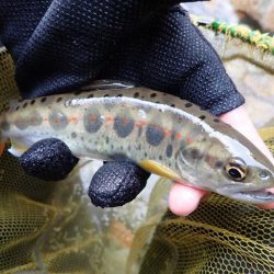 揖保川渓流釣り