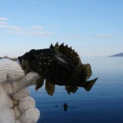 デイメバリング!…のハズが。