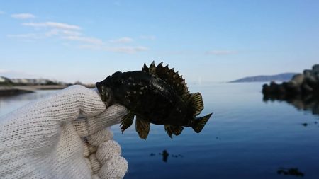 デイメバリング!…のハズが。