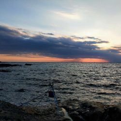 今年初のキロアップアオリイカ