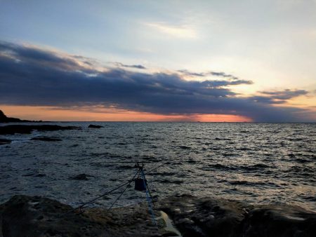 今年初のキロアップアオリイカ