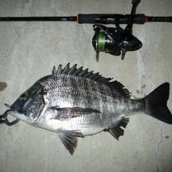 今夜もチニング釣行