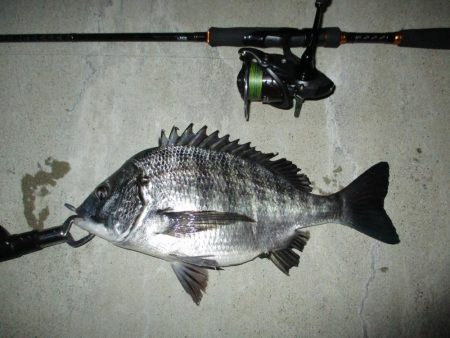 今夜もチニング釣行
