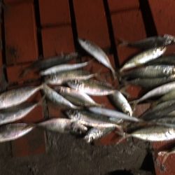 雨中のサビキ釣り