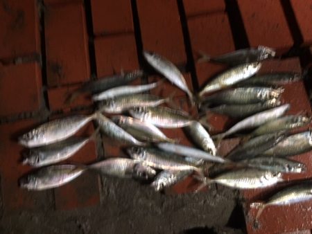 雨中のサビキ釣り