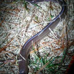 アナゴさんこんばんは　　長潮