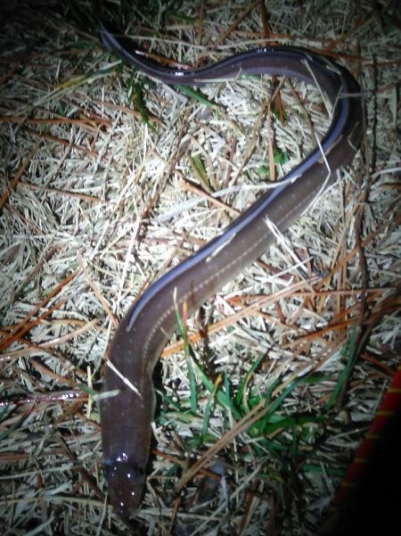 アナゴさんこんばんは　　長潮