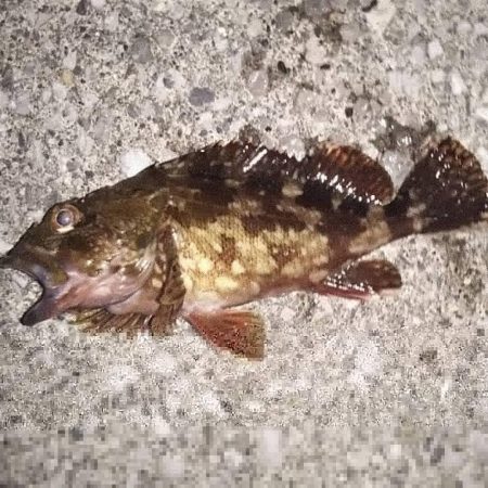 暖かくなったので……