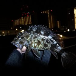 コスモ公園釣行 （渋い中でもなんとか根魚釣果有り～）