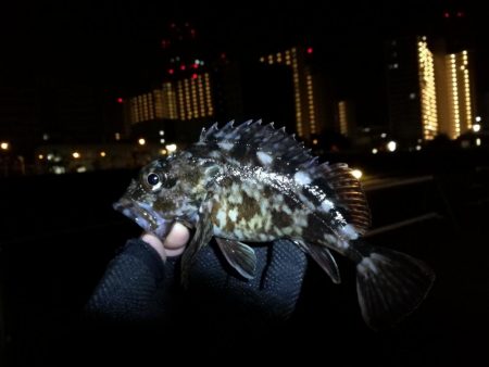 コスモ公園釣行 （渋い中でもなんとか根魚釣果有り～）