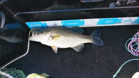 春シーズンイン