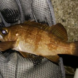 激シブメバリング