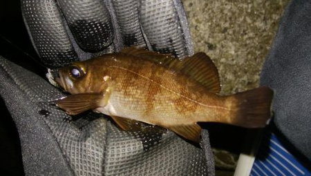 激シブメバリング