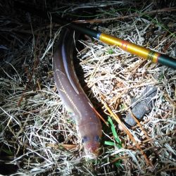 夜釣り日和にドンコ