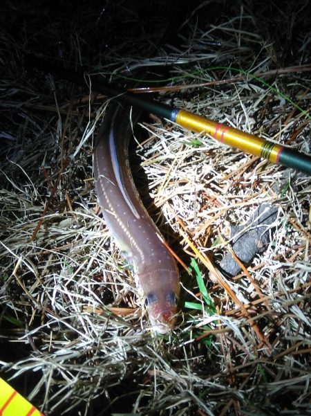 夜釣り日和にドンコ