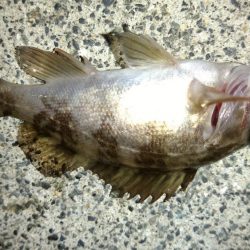 春らしくなって