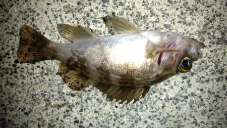 春らしくなって