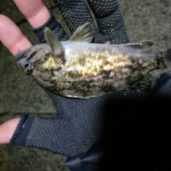 南港フェリーヘチ釣り (下げ潮でも良活性日~ 根魚 釣果有り)