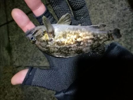 南港フェリーヘチ釣り (下げ潮でも良活性日~ 根魚 釣果有り)