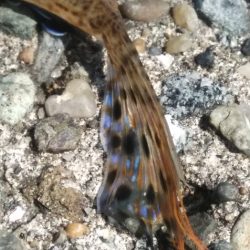 喰い渋るも気分爽快！　　穏やかな釣り日和