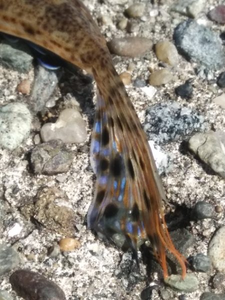 喰い渋るも気分爽快！　　穏やかな釣り日和