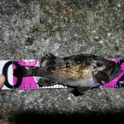 南港フェリーヘチ釣り (今回は下げ潮で不調~ 根魚と謎のカニ 釣果有り)