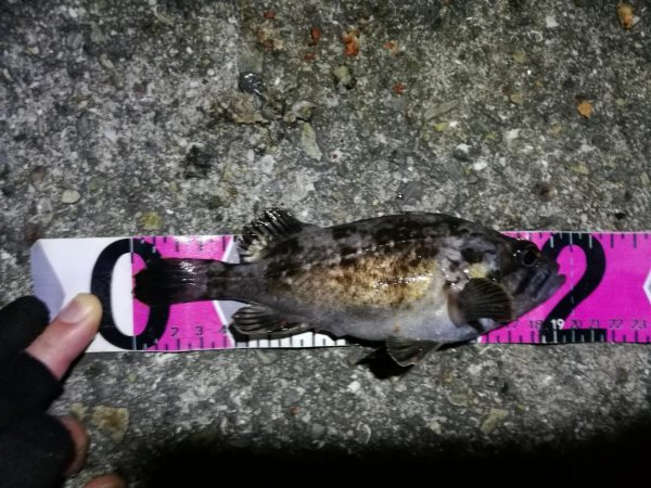 南港フェリーヘチ釣り (今回は下げ潮で不調~ 根魚と謎のカニ 釣果有り)