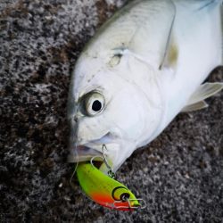 １週間ぶりの釣果です。