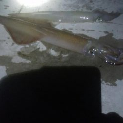 今シーズン最大ヤリイカ！！！