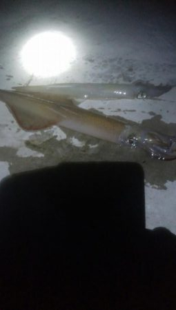 今シーズン最大ヤリイカ！！！