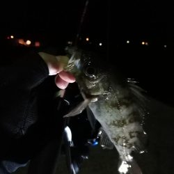 荒天のメバリング