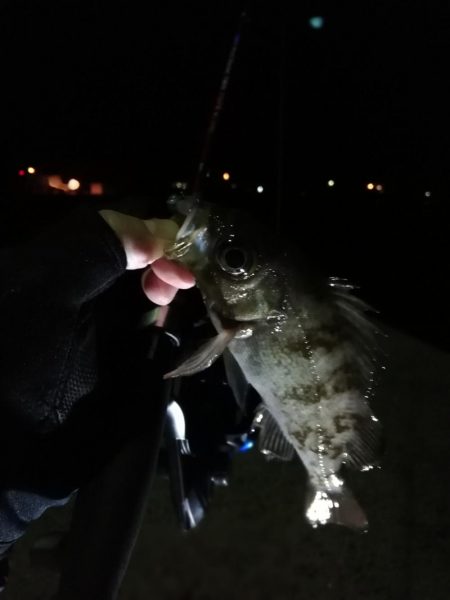 荒天のメバリング