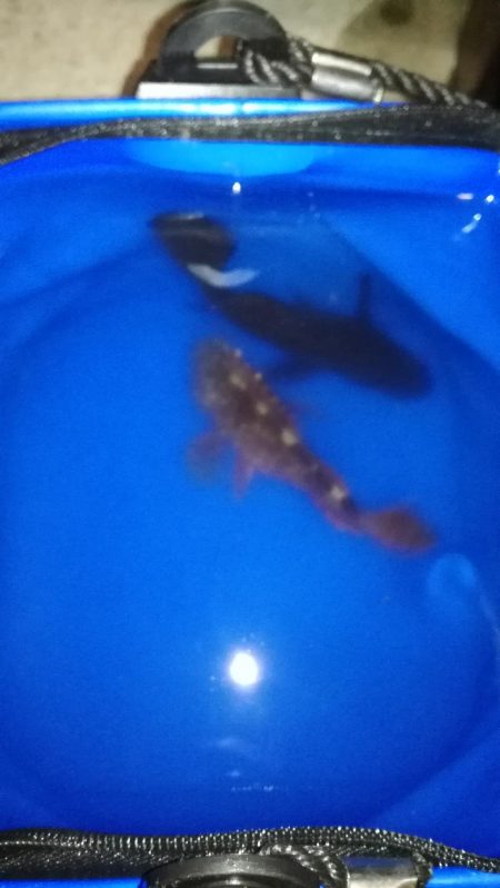 粘りの一ぴきに