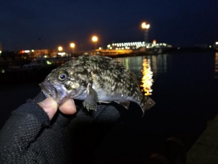 南港フェリーヘチ釣り （雨予報でも根魚は釣…