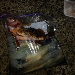 ヤリイカエギング