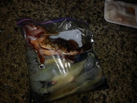 ヤリイカエギング