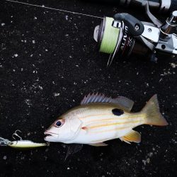 強風止まず食いも渋い