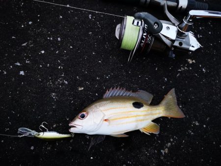 強風止まず食いも渋い