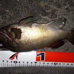 南東爆風でメバリング