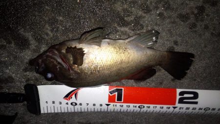 南東爆風でメバリング