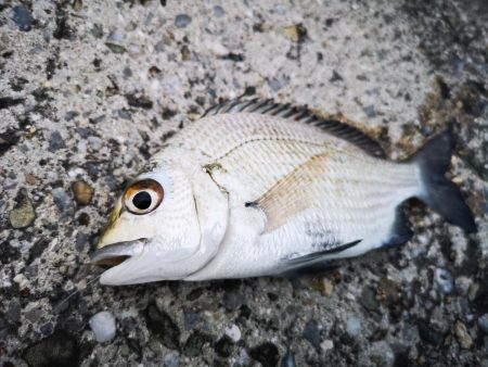 夕方港でちょい投げ