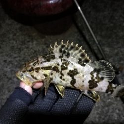 南港カモメ大橋ヘチ釣行 （春分好釣果！ 根魚大物タケノコ27cm！釣果有り！）