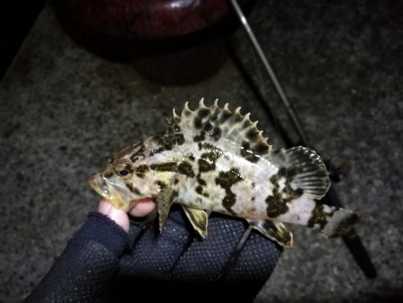 南港カモメ大橋ヘチ釣行 （春分好釣果！ 根魚大物タケノコ27cm！釣果有り！）