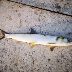 夕方にカライワシ