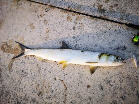 夕方にカライワシ